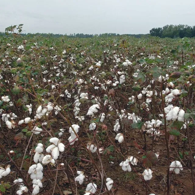 thumbnail for publication: Nitrogen Fertilizer Recommendation for Florida Cotton